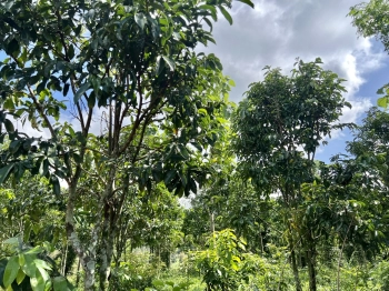 Gia đình cần tiền cho con đi học bán gấp 1 sào đất giá 295 triệu TL