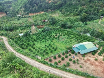 10 HECTA đất phường EAKAO giá 32 TỶ đã trồng nhiều loại cây có sẵn nguồn thu