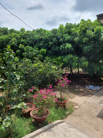 Bán đất nông nghiệp