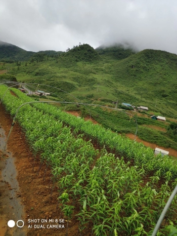 BÁN ĐẤT RTS TẠI SAPA, LÀO CAI
