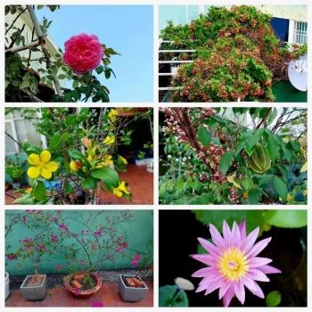 Bán Căn Penthouse tầng 14, toà nhà Conic Garden B, khu Dân Cư Conic