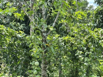 Gia đình cần tiền cho con đi học bán gấp 1 sào đất giá 295 triệu TL