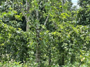 Gia đình cần tiền cho con đi học bán gấp 1 sào đất giá 295 triệu TL