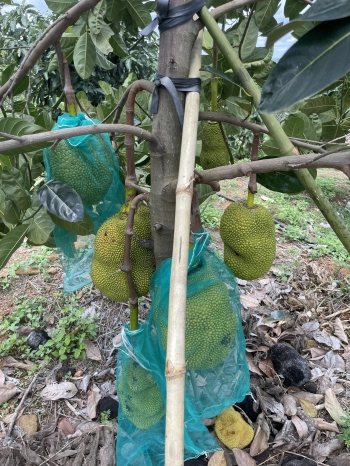 Bán NHà Vườn Cạnh Sân Bay Và Quốc Lộ Thuận Tiện