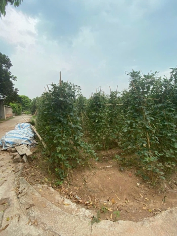 Rẻ nhất trong các loại đất, lô góc 2 mặt tiền, đối diện dự án đô thị và vành đai 4  Xã Đông Tảo, Khoái Châu, Hưng Yên