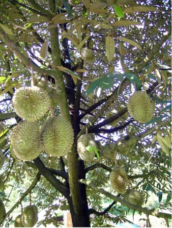 BÁN 6000M2 ĐẤT TRỒNG SẦU RIÊNG 8 NĂM TUỔI PHƯỜNG THIỆN AN, TX.BUÔN HỒ, ĐẮK LẮK