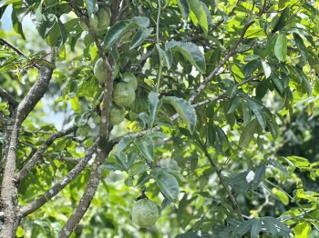 SỐ LƯỢNG CÓ HẠN - TẶNG 200m2 THỔ CƯ CHO KHÁCH MUA ĐẤT ĐẮK NÔNG TRONG THÁNG 8/2022