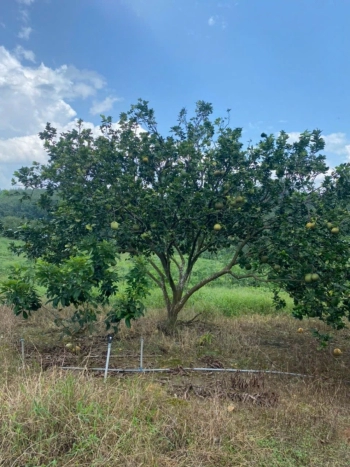 Chính chủ cần bán gấp mảnh đất sào vườn trái cây ở Đồng Phú.