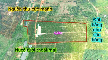 Thu 21t cà phê nhân tại tỉnh Đắk Nông, giá cực rẻ, cực bằng, điện nước đầy đủ