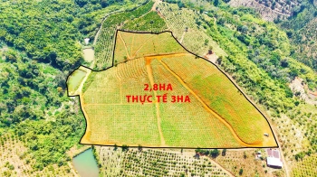 Rẫy cà phê giá rẻ tại phường Bắc Gia Nghĩa 4 chỗ vào tận nơi