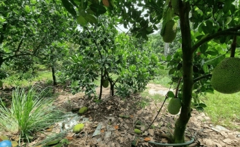 🌟 CƠ HỘI ĐẦU TƯ ĐẤT NỀN CỰC HOT TẠI ĐỒNG NAI – GIÁ CHỈ BẰNG MỘT CHIẾC XE HƠI! 🌟