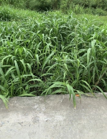 Bán đất xây biệt thự siêu đẹp đường rộng ô tô vào đất tại Thôn Viên Chử ,Kim Tân, Kim Thành, Hải Dương