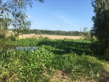 4hecta mặt tiền đường đông kênh 17,thị trấn Mỹ Phước,Tân Phước,Tiền Giang