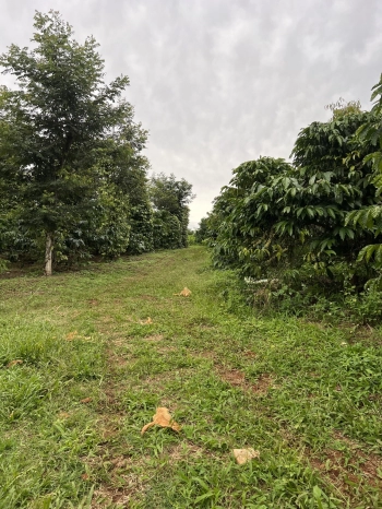 Cần bán đất rẫy có đường hiển thị trên sổ diện tích đẹp xã Daksom Huyện Dakglong Daknong