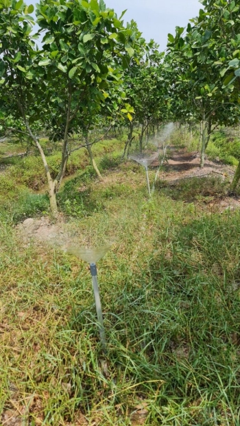 Bán 5000m2 đất trồng mít thái giá 2 tỷ 