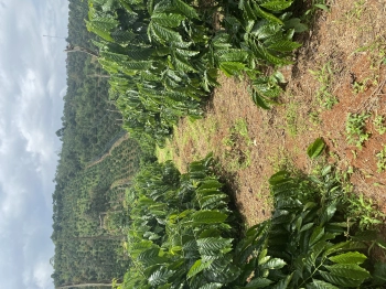 Gia chủ kẹt tiền cần bán gấp lô rẫy