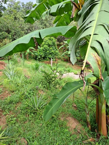 Bán Đất Trung Tâm Thị Xã Phước Long