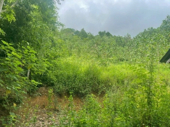 Chính chủ cần bán 4240m2 trong đó có 1320m2 ont còn lại là cây nâu năm . Đường vào bê tông rộng 4m vị trí đác địa viu cao thoáng mát chỉ 500k/m2