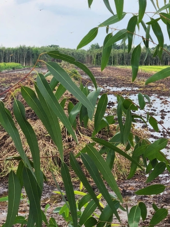 BÁN GẤP ĐẤT LÚA THẠNH HOÁ GIÁ CHỈ 140TR/1000M2