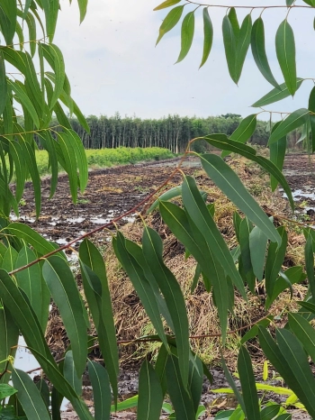 GẤP....GẤP....CHỐT GẤP LÔ ĐẤT NÔNG NGHIỆP THẠNH HÓA_LA GIÁ CHỈ 135TR/1000M2