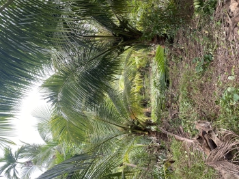 Cần bán nhanh đất trồng trọt ở Bến Tre