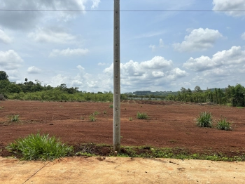 Lô đất đang trồng sầu riêng non bù đăng bình phước