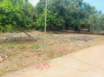 3 sào Long Ha xả thanh lý.  Mua 1 được 2.