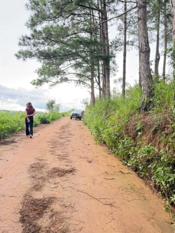 Đất nghỉ dưỡng mát mẻ đối diện rừng thông tại Nam Ban ven Đà Lạt