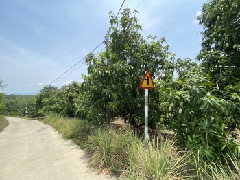 Cần bán gấp 8 sào đất giá rẻ có 53m MT bê tông