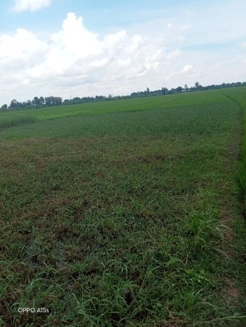 ( rập Bửu) để thương lượng giá cả xem đất ????