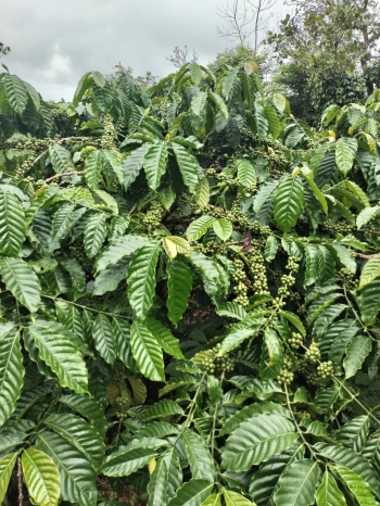 Cần Bán đất tại Đắk Búk So ,Tuy Đức ,Đắk Nông