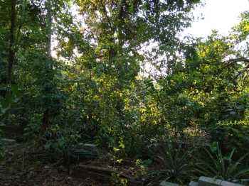 BÁN KHU NHÀ VƯỜN CAO NGUYÊN- KHÔNG KHÍ MÁT TRONG