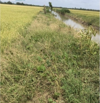 Đất công ấp Giữa Kim Hoà 4 mặt giáp kênh khu đất sáng