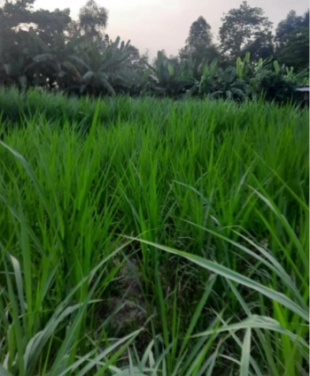 BÁN LÔ ĐẤT DT 695M(25X30) LỘ ĐÁ XE TẢI LỠ, GẦN CẦU TẦM VU - TÂN PHÚ TRUNG, CHÂU THÀNH