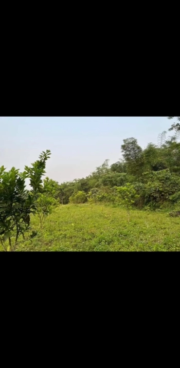 Tổng tiện tích 8700m2 trong đất có 725ont + 4900 cây nâu năm + 3000m2 đất rsx ( thực tế 5000m2)