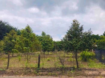 Bán gấp mảnh vườn trồng cây đang thu hoạch sẵn nhà trông vườn Tây Ninh 1050m2 giá 360tr