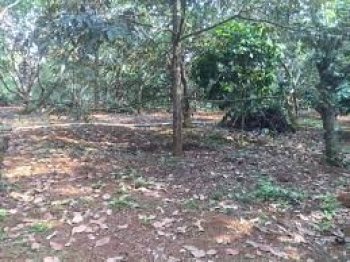 Chủ đất cần bán gấp miếng vườn sầu riêng 1000m2