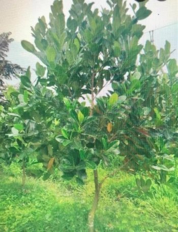 cần bán đât nền