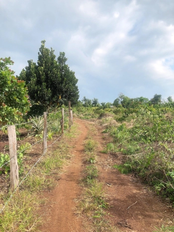 Bán vườn cafe + cau trại TT Quảng Hiệp, Cư M'gar, Daklak - đường QH 12m - suối bao quanh