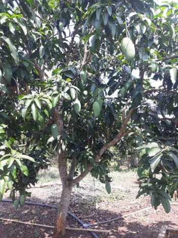 ĐẤT VƯỜN CẦN BÁN TẠI BẢO BÌNH CẨM MỸ ĐỒNG NAI