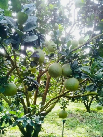 Gia đình cần tiền bán gấp vườn bưởi 1000m2, Phú Tân, Định Quán giá rẻ. 0915314554