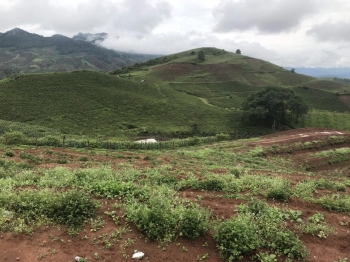 Cần bán mảnh đất 10HA tại tiểu khu 5, Chiềng Sơn, Mộc Châu. Đất nền Mộc Châu giá rẻ biên độ tăng giá cao