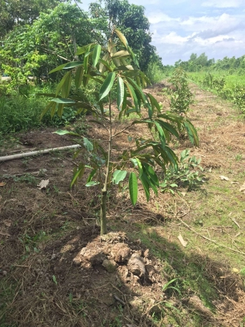 CẦN BÁN GẤP 3822m2 ĐẤT TRỒNG SẦU RIÊNG TẠI TỈNH ĐỒNG THÁP