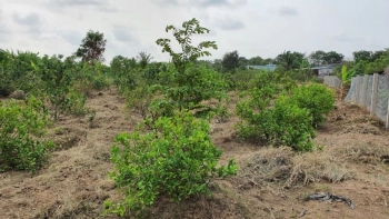 3.630m2 đất thổ vườn mặt tiền gần biển Gò Công Đông