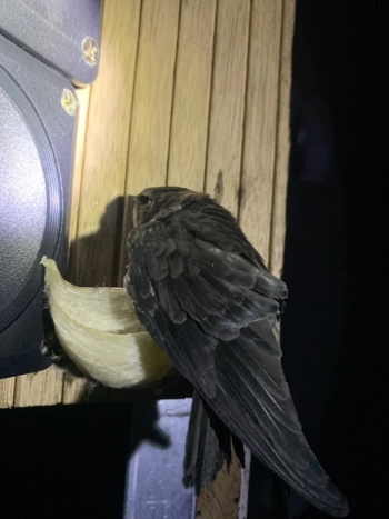 Bán nhà Yến mặt tiền đường tỉnh 877 – Xã Long Bình, Gò Công, Tiền Giang.