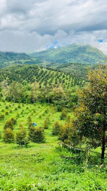 Vì gia đình di cư nên cần nhượng lại lô đất sào giá rẻ 1tỷ850 sổ sẵn, view đồi núi Bảo Lộc