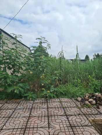 Bán nền công viên tái định cư Ngã Sáu - Châu Thành - Hậu Giang