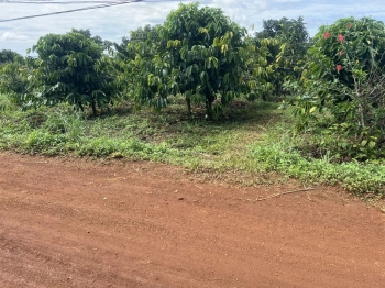 BÁN NHANH : 1 SÀO ĐẤT_ĐĂK NÔNG_GIÁ : 325 triệu ,ngang 12 mét mặt đường 