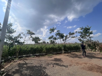 Ngộp bán gấp lô đất 250m2 full thổ cư, ngay khu hành chính tổ 34 thị trấn Liên Nghĩa, chỉ 2 tỷ