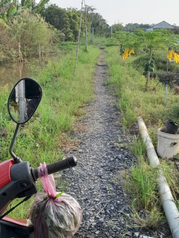 bán đất trồng sầu riêng xã hòa tân, châu thành, đồng tháp